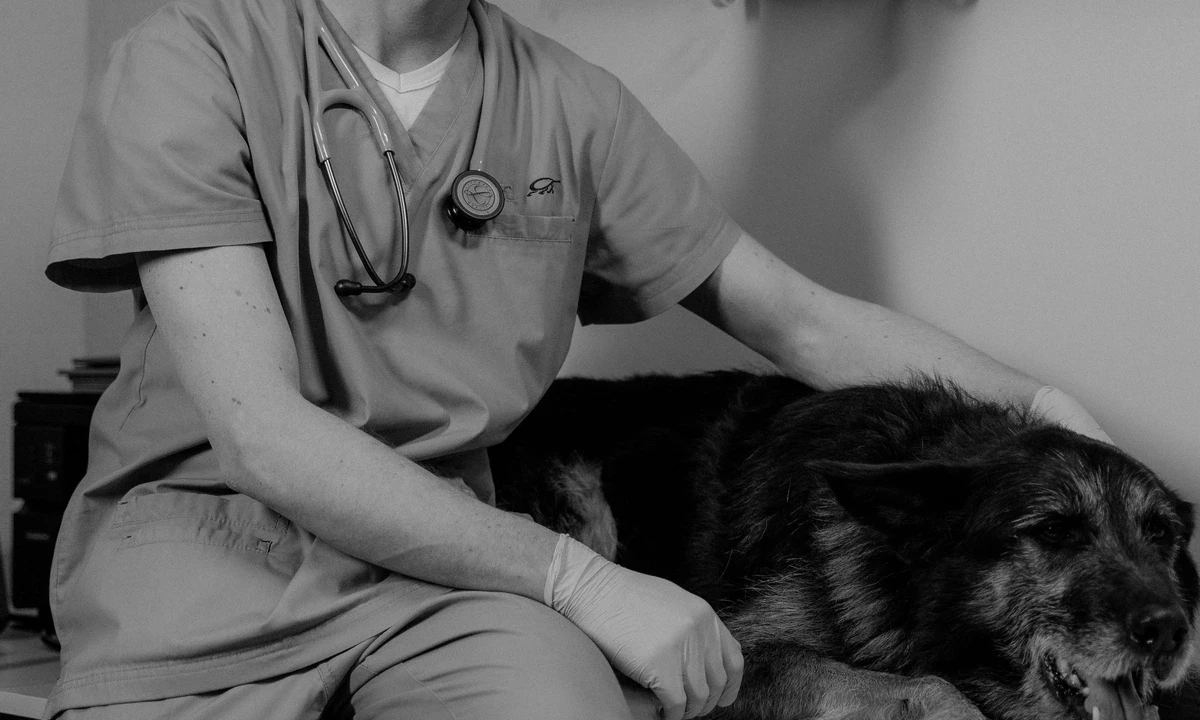 Webbdesign för Veterinär